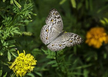 gray pansy, butterfly, plant