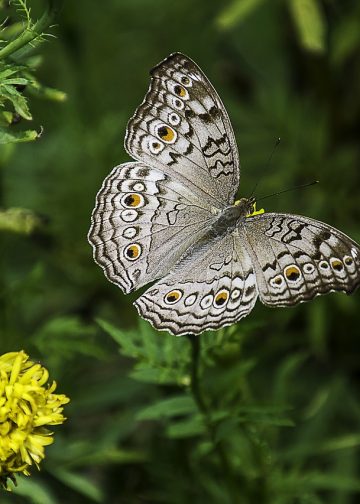 gray pansy, butterfly, plant