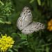 gray pansy, butterfly, plant