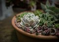 cacti, flora, flowers