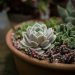 cacti, flora, flowers