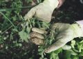 gardening, agriculture, grass
