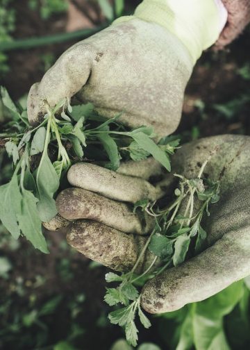 gardening, agriculture, grass