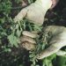 gardening, agriculture, grass