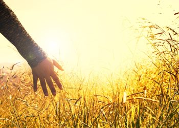 meadow, field, sunset