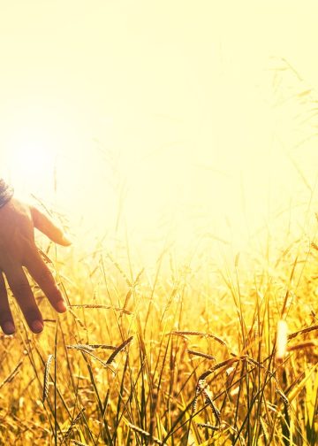 meadow, field, sunset