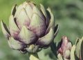 artichokes, vegetables, food