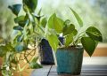 plant, pothos, epipremnum aureum