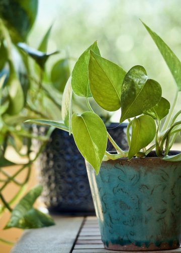 plant, pothos, epipremnum aureum