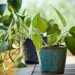 plant, pothos, epipremnum aureum