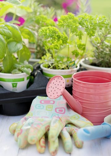 planting, spring, herbs