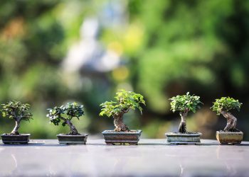 bonsai, trees, plants