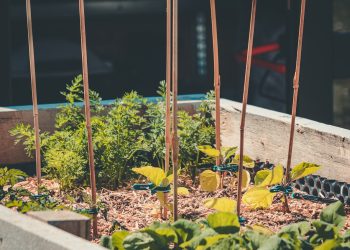 self-cultivation, salad, vegetable