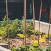 self-cultivation, salad, vegetable