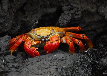 crab, animal, wildlife