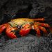 crab, animal, wildlife