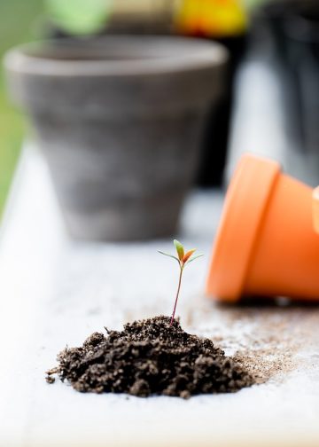 plants, soil, pots
