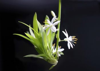 green lily, chlorophytum, offshoot