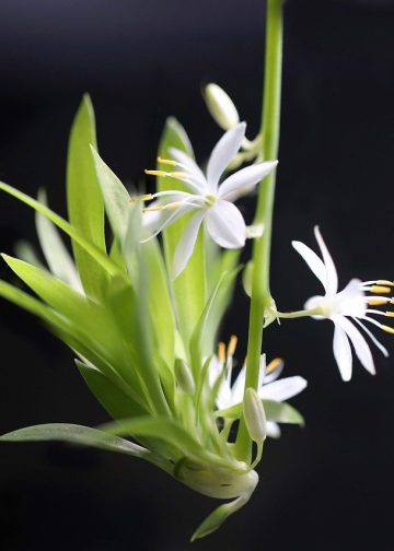 green lily, chlorophytum, offshoot