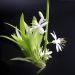 green lily, chlorophytum, offshoot